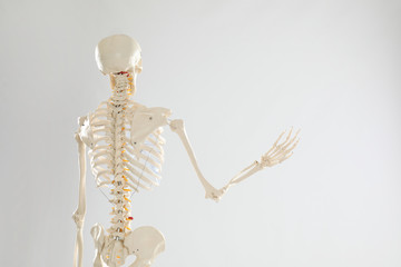 Artificial human skeleton model on white background, back view
