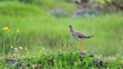 Red-breasted Thrush on the background of the Icelandic landscape