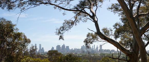 Obraz na płótnie Canvas Panoramic of the Melbourne city skyline viewed thru native Australian trees, the branches stretching over the city buildings and skyscrapers on an overcast day