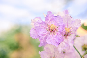 Lagerstroemia macrocarpa Wall Flower,Lythraceae,Queen's flower.