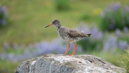 Red-breasted Thrush on the background of the Icelandic landscape