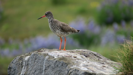 Red-breasted Thrush on the background of the Icelandic landscape