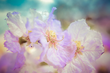 Lagerstroemia macrocarpa Wall Flower,Lythraceae,Queen's flower.
