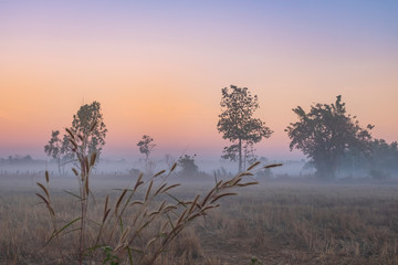 Mist flows through the morning rice fields in Roi Et, Thailand.