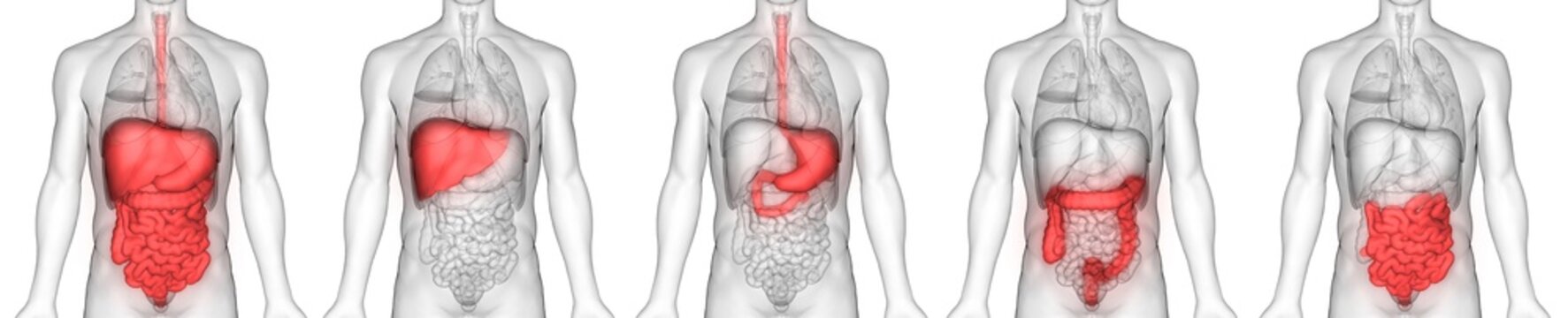 Human Digestive System Anatomy