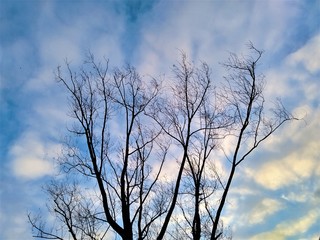 Fototapeta na wymiar Dark autumn tree on background of blue sky and white clouds