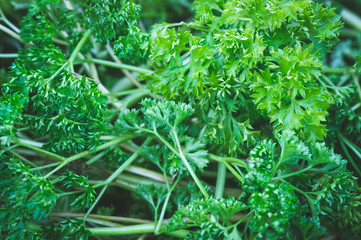 grass fresh seasoning, close-up, vignetting