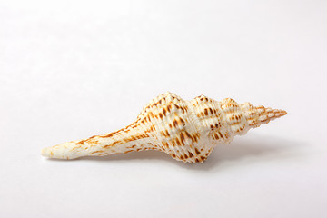 Shell of fusinus  on white background
