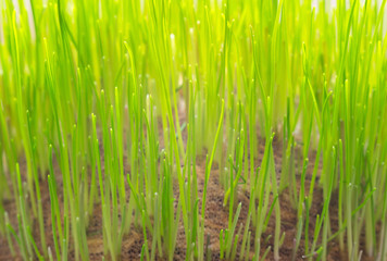 Fresh young green grass for spring background. Close-up, selective focus.
