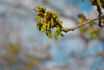 Blooming Ash tree (Fraxinus) green flowerson branches, blue sky background
