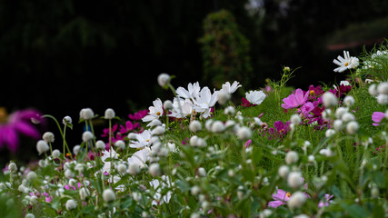 Fototapeta premium flowers in the garden