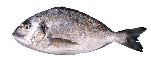 Sea bream or chupra ( Sparus aurata ) isolated on white background with clipping path. 