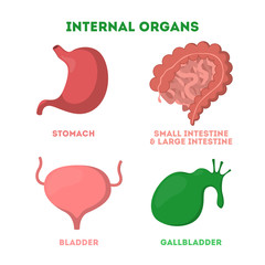 Internal human organ set. Anatomy and biology concept.