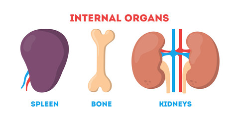 Internal human organ set. Anatomy and biology concept. - obrazy, fototapety, plakaty
