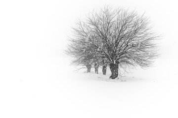 Mulberry trees in winter with snow