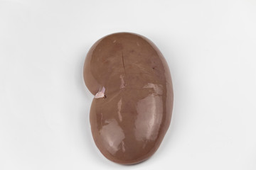 Study and learn about kidney in laboratory.