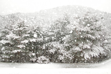 eautiful winter landscape with snow covered trees in Seoraksan Mountain, South Korea. Merry...