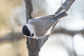 ゴジュウカラ
