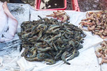Fresh caught shrimp at the market in Negombo