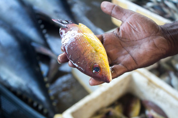 NEGOMBO, SRI LANKA - December 05, 2017: Fisherman holding caught fish. Sri Lanka.