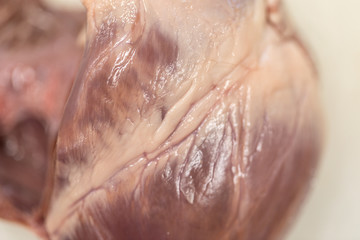 Concept of Education anatomy and physiology of heart in laboratory.