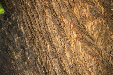 bark of a tree
