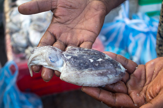 NEGOMBO, SRI LANKA - December 05, 2017: Fisherman holding caught squid. Sri Lanka.