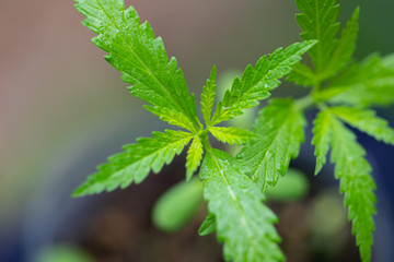 Beautiful leaves of marijuana cannabis and detail background of cannabis.