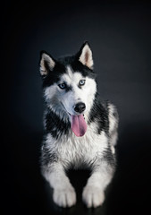 a young husky dog on black background