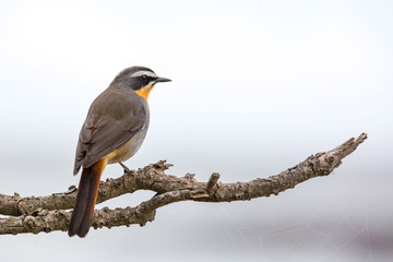 Close up of a Cape robin-chat (Cossypha caffra) sitting on a branch, South Africa