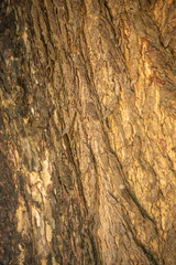 bark of a tree