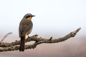 Close up of a Cape robin-chat (Cossypha caffra) sitting on a branch, South Africa