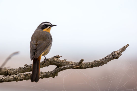 Close up of a Cape robin-chat (Cossypha caffra) sitting on a branch, South Africa
