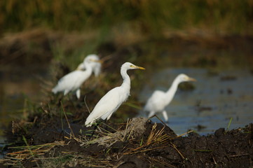 The cattle egret (Bubulcus ibis) is a cosmopolitan species of heron (family Ardeidae) found in the tropics, subtropics, and warm-temperate zones. It is the only member of the monotypic genus Bubulcus.