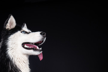 a young husky dog on black background