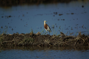 The Javan pond heron (Ardeola speciosa) is a wading bird of the heron family, found in shallow fresh and salt-water wetlands in Southeast Asia. Its diet comprises insects, fish, and crabs.