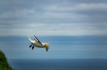 Gannet building nest with sprigs in the beak