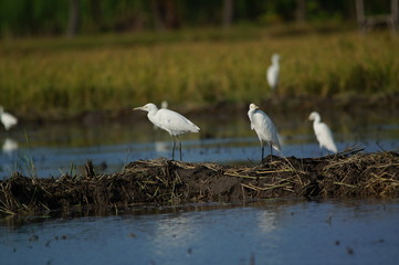 The cattle egret (Bubulcus ibis) is a cosmopolitan species of heron (family Ardeidae) found in the tropics, subtropics, and warm-temperate zones. It is the only member of the monotypic genus Bubulcus.