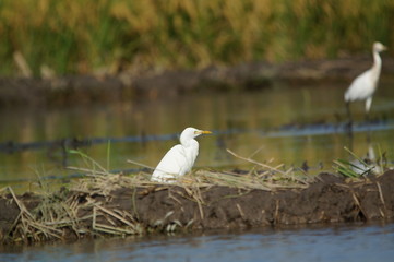 The cattle egret (Bubulcus ibis) is a cosmopolitan species of heron (family Ardeidae) found in the tropics, subtropics, and warm-temperate zones. It is the only member of the monotypic genus Bubulcus.