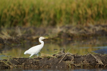The cattle egret (Bubulcus ibis) is a cosmopolitan species of heron (family Ardeidae) found in the tropics, subtropics, and warm-temperate zones. It is the only member of the monotypic genus Bubulcus.