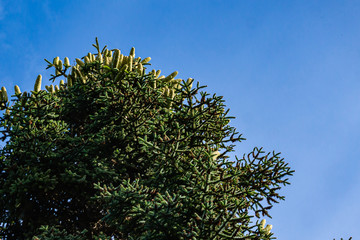 Luxurious Numidian spruce (Abies numidica) or Algerian spruce. Large green female cones on top of...