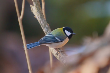 シジュウカラ