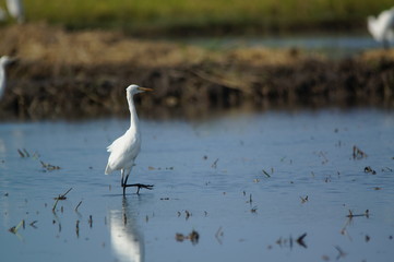 The cattle egret (Bubulcus ibis) is a cosmopolitan species of heron (family Ardeidae) found in the tropics, subtropics, and warm-temperate zones. It is the only member of the monotypic genus Bubulcus.