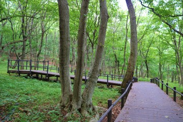 森　夏　風景　杤木