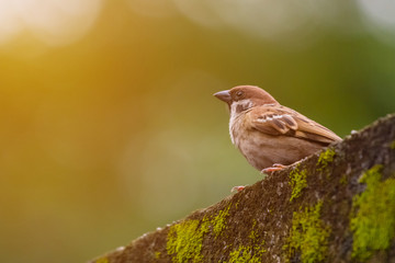 beautiful bird in nature