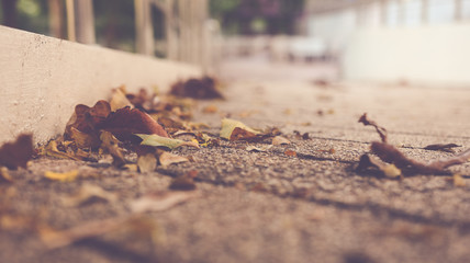 Low shot Fallen leaves on the ground.vintage tone