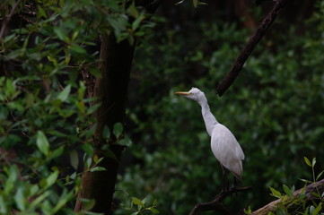 The cattle egret (Bubulcus ibis) is a cosmopolitan species of heron (family Ardeidae) found in the tropics, subtropics, and warm-temperate zones. It is the only member of the monotypic genus Bubulcus.