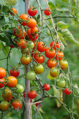 Harvesting your own tomatoes in your own garden in summer