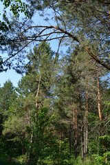 Mixed forest in spring. Pine trees in sunny day.