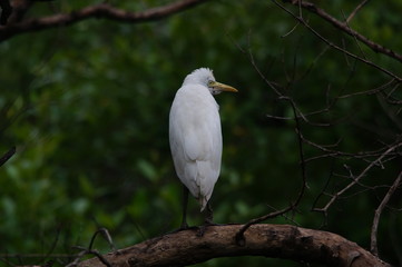 The cattle egret (Bubulcus ibis) is a cosmopolitan species of heron (family Ardeidae) found in the tropics, subtropics, and warm-temperate zones. It is the only member of the monotypic genus Bubulcus.